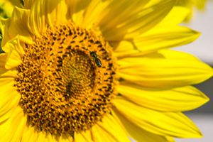 Bee And Sunflower