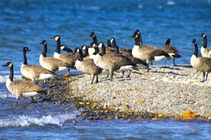 Canadian Geese