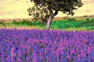 Lavender field, Provence, France