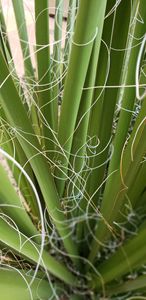 Agave in Curls