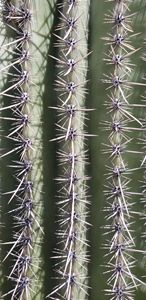 Spikes and Spines All in a Row