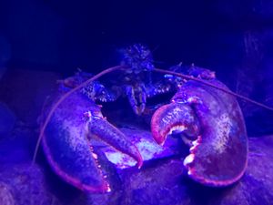 Lobster at the Ready
