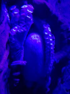 Octopus Hanging Out