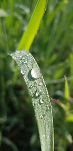 Grass in Dew