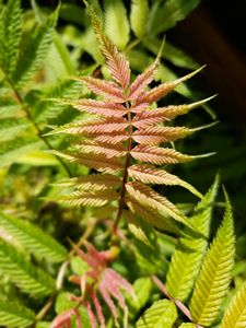 Feathery Shrubs