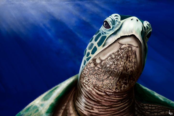 Sea Turtle Close Up - DigitalArt4You