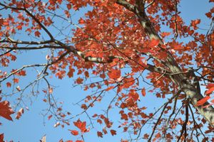 Autumn tree - Irina Ushakova