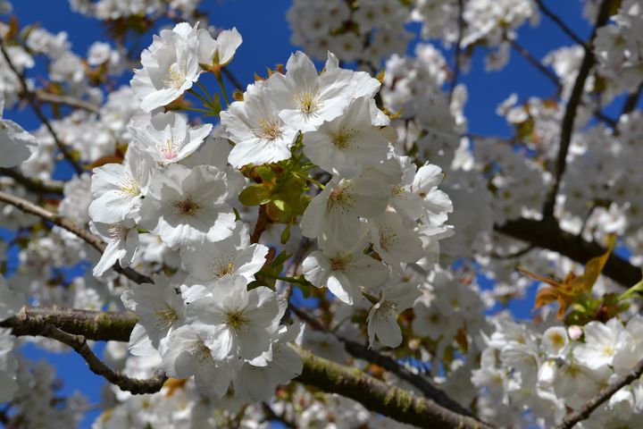 Blossom - Irina Ushakova