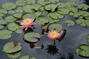 Pink waterlilies - Irina Ushakova