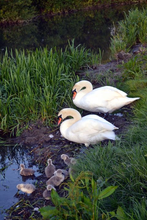 Swan's family - Irina Ushakova