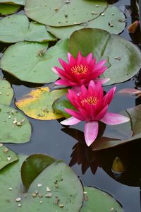 Pink waterlilies 2 - Irina Ushakova