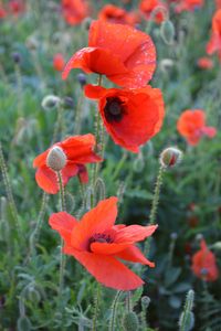 Poppies 3 - Irina Ushakova