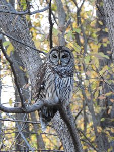 Owl - Irina Ushakova