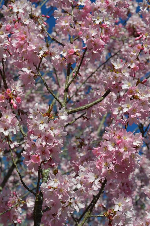 Pink blossom on sky background. - Irina Ushakova