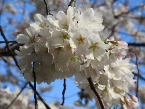 White blossom. - Irina Ushakova