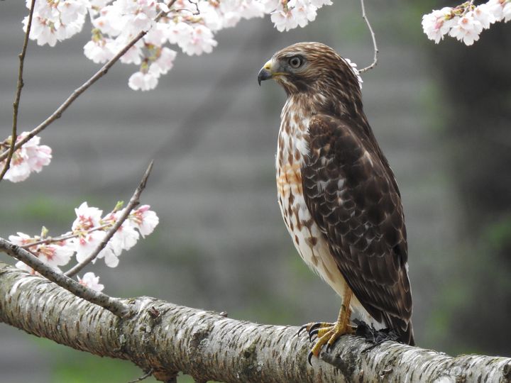 Sharp-shinned hawk on a branch. - Irina Ushakova