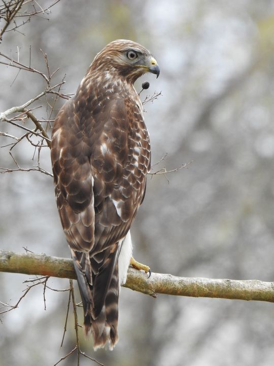 Sharp-shinned hawk on a branch. - Irina Ushakova