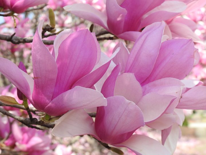 Pink Magnolia - Irina Ushakova