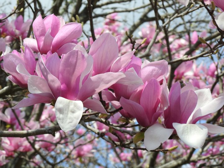 Pink magnolia - Irina Ushakova
