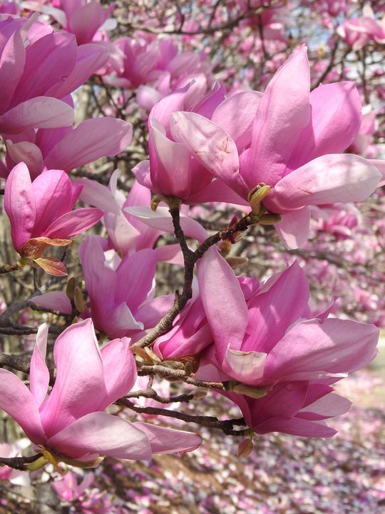 Pink magnolia - Irina Ushakova