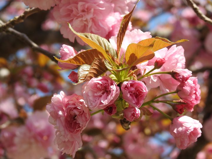 Pink blossom. - Irina Ushakova