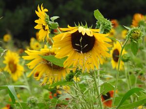 Sunflowers - Irina Ushakova