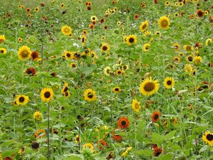 Sunflowers 2 - Irina Ushakova