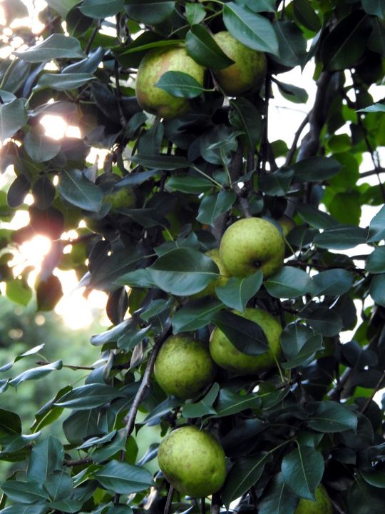 Pear tree - Irina Ushakova