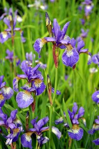 Irises 2 - Irina Ushakova