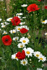 Daisies And Poppies - Irina Ushakova