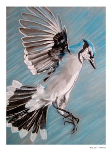 Resting Blue Jay - Amy's Art - Drawings & Illustration, Animals, Birds, &  Fish, Birds, Bluejays - ArtPal