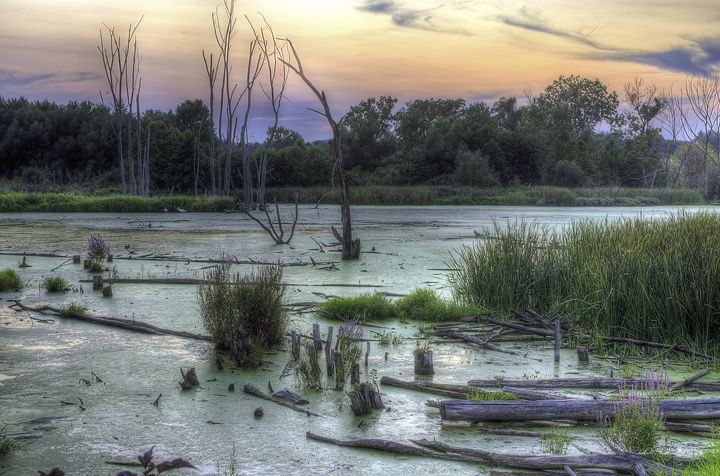 The Swamp - Kazoo in HDR