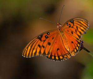 Gulf Fritillary Butterfly Close-up