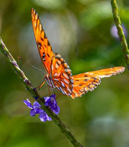 Close-up: Gulf Fritillary Butterfly