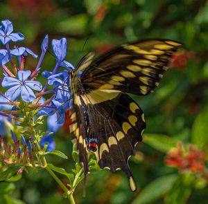 Giant Swallowtail Butterfly Plumbago