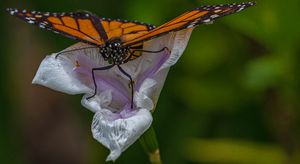 Monarch Butterfly on White Iris