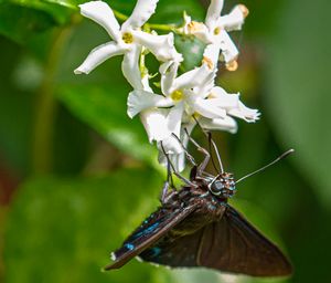 Mangrove Skipper on White Flower - Ken Donaldson Photographic Artistry