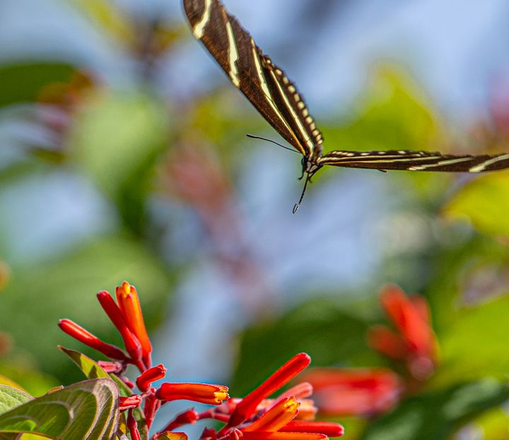 Zebra Longwing Butterfly in Flight - Ken Donaldson Photographic Artistry