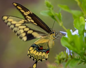 Giant Swallowtail on Plumbago Flower