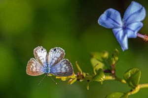 Cassius Blue Butterfly on Plumbago