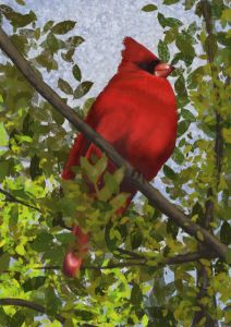 Cardinal in the trees