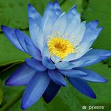 Blue Water Lily - misschevauneywilliams - Photography