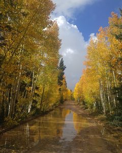 Fall on the Kaibab