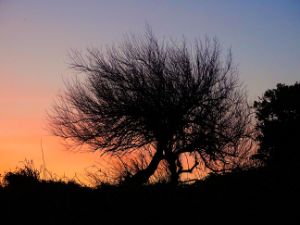 winter tree silhouette sky gradient - GlitchAndSon