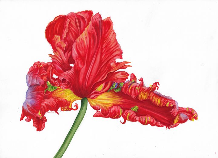 Botanical red tulip watercolour - Gillian McIntosh