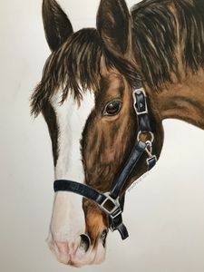 Watercolour horse