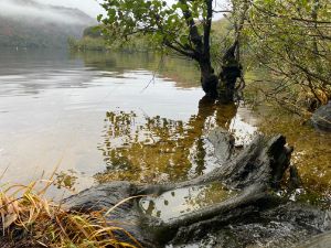 Loch Lommand tree stump