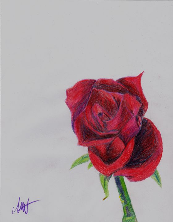 Colored Pencil Rose - Art by Indigo - Drawings & Illustration, Flowers ...