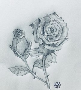 Pencil Sketch Of A Rose