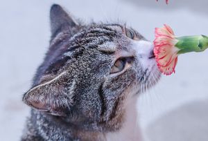 cat smelling flower